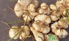 生吃土瓜有什么好處？土瓜生吃的功效與作用