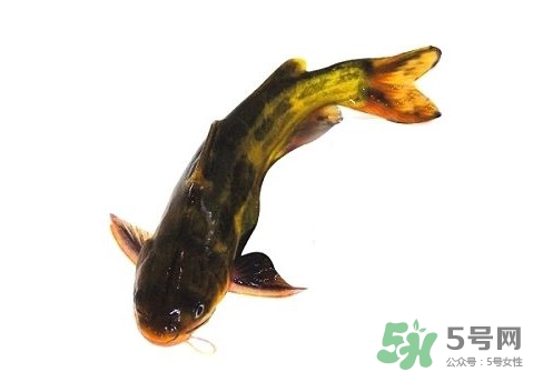 黃顙魚有毒嗎？黃顙魚的營養(yǎng)價值