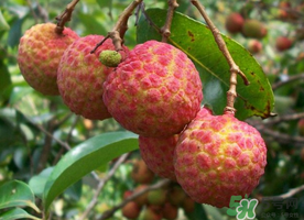 五月份有荔枝嗎？5月份有荔枝嗎？