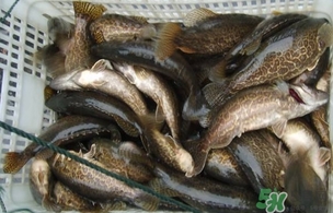 鱖魚是桂魚嗎？鱖魚和桂魚的區(qū)別