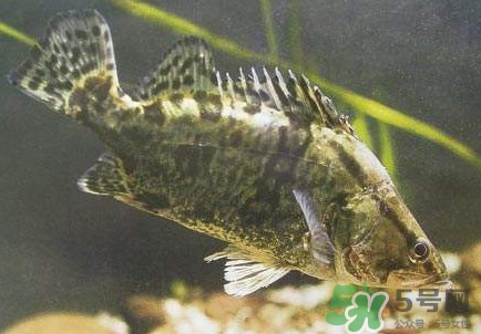 鱖魚怎么養(yǎng)？鱖魚養(yǎng)殖技術(shù)