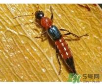 隱翅蟲和蚊蟲的區(qū)別？隱翅蟲和蚊蟲有什么不一樣？