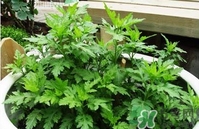 菊花腦是什么？菊花腦是野菊花嗎