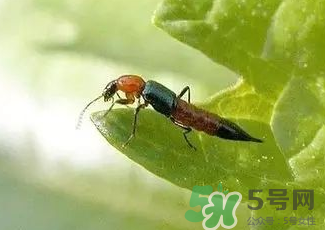 被隱翅蟲咬了后怎么辦？隱翅蟲如何預(yù)防和治療咬傷？