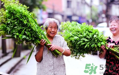 端午節(jié)前后出沒(méi)的毒蟲(chóng)有哪些？端午節(jié)前后如何預(yù)防毒蟲(chóng)？