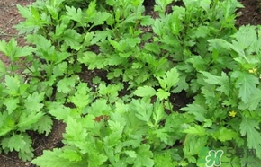 菊花腦怎么做好吃？菊花腦怎么做有營(yíng)養(yǎng)
