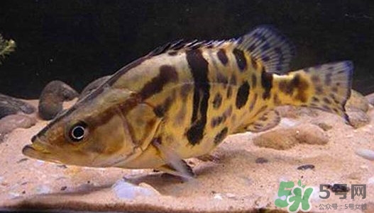 鱖魚怎么養(yǎng)？鱖魚養(yǎng)殖技術(shù)
