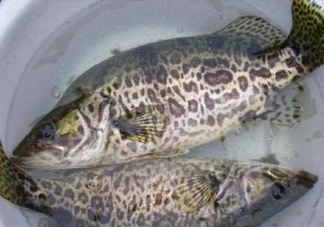 鱖魚是桂魚嗎？鱖魚和桂魚的區(qū)別