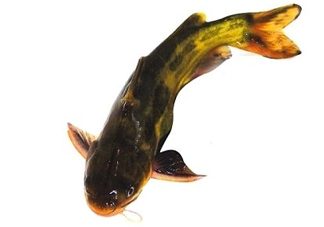 黃顙魚有毒嗎？黃顙魚的營養(yǎng)價值
