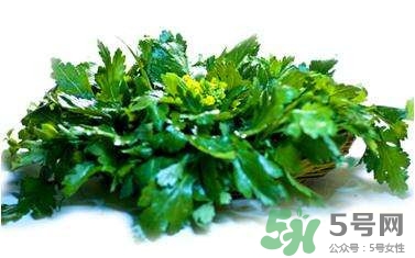 菊花腦是什么？菊花腦是野菊花嗎