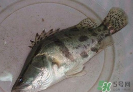 鱖魚怎么讀？鱖魚是什么魚