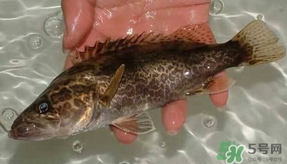 鱖魚怎么養(yǎng)？鱖魚養(yǎng)殖技術(shù)