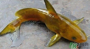 黃顙魚有毒嗎？黃顙魚的營養(yǎng)價值