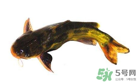黃顙魚有毒嗎？黃顙魚的營養(yǎng)價值