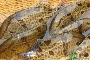 鱖魚是桂魚嗎？鱖魚和桂魚的區(qū)別