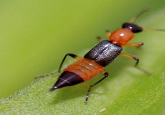 隱翅蟲(chóng)有毒嗎？隱翅蟲(chóng)會(huì)毀容嗎？