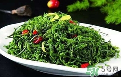 菊花腦怎么種？菊花腦怎么摘