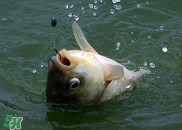 小滿怎么釣魚？小滿釣魚技巧