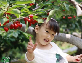 5月份還有櫻桃摘嗎？5月份哪里可以摘櫻桃？