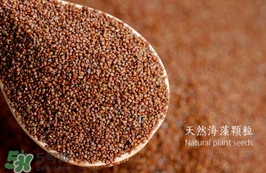 海藻面膜要泡多久最好？海藻面膜要泡多長時(shí)間？
