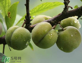 吃李子牙齒酸怎么辦？為什么吃多了李子牙會(huì)酸？