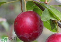 李子和蜂蜜能一起吃嗎？吃了李子可以喝蜂蜜嗎？