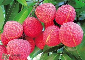 荔枝和蝦能一起吃嗎？荔枝與蝦同食會中毒嗎？
