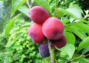五月份有李子嗎？五月份的李子能吃嗎？