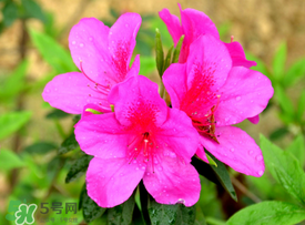 五月還有杜鵑花嗎？杜鵑花什么時候開？