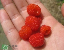 山莓可以泡酒嗎？山莓能不能泡酒
