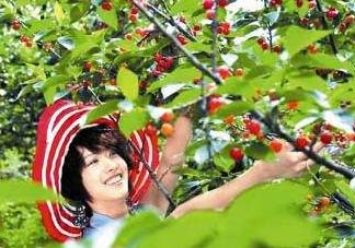 5月份還有櫻桃摘嗎？5月份哪里可以摘櫻桃？