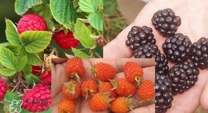 盆栽樹莓怎么養(yǎng)？盆栽樹莓的種植方法