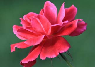五月還有杜鵑花嗎？杜鵑花什么時候開？