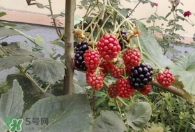盆栽樹莓怎么養(yǎng)？盆栽樹莓的種植方法