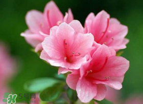 五月還有杜鵑花嗎？杜鵑花什么時候開？