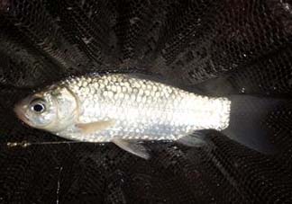 小滿怎么釣魚(yú)？小滿釣魚(yú)技巧