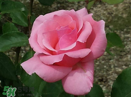 小滿開什么花？小滿節(jié)氣開的植物