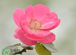 小滿開什么花？小滿節(jié)氣開的植物