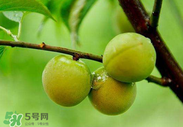 青梅果有什么好處？青梅果的功效與作用
