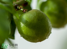 青梅果有什么好處？青梅果的功效與作用