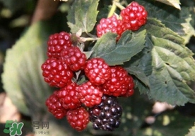 刺泡是山莓嗎？刺泡和山莓的區(qū)別