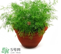 茴香菜什么時(shí)候種？茴香菜什么季節(jié)吃
