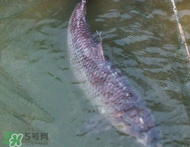 端午節(jié)好釣魚嗎?？端午節(jié)可以釣魚嗎？