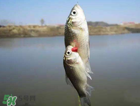 端午節(jié)好釣魚嗎?？端午節(jié)可以釣魚嗎？