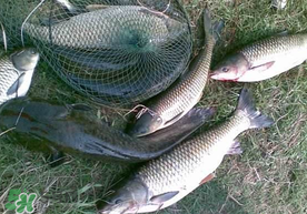 端午節(jié)好釣魚嗎?？端午節(jié)可以釣魚嗎？
