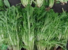苦菜和羊肉能一起吃嗎？苦菜能和羊肉一起吃嗎？