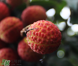 荔枝一天吃多少合適？荔枝一天最多吃幾個？