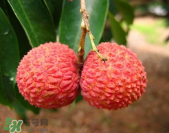 荔枝一天吃多少合適？荔枝一天最多吃幾個？