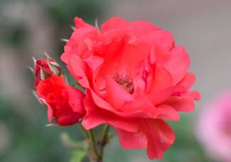 小滿開(kāi)什么花？小滿節(jié)氣開(kāi)的植物