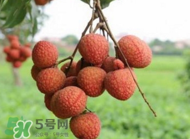 白糖罌和妃子笑哪個(gè)好吃？妃子笑和白糖罌的區(qū)別